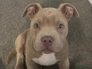 American Bull Staffy dogs - Advert 3