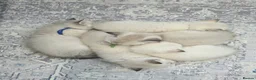 British Shorthair cats for sale: Beautiful White British Shorthair adorable Kittens - Advert 22