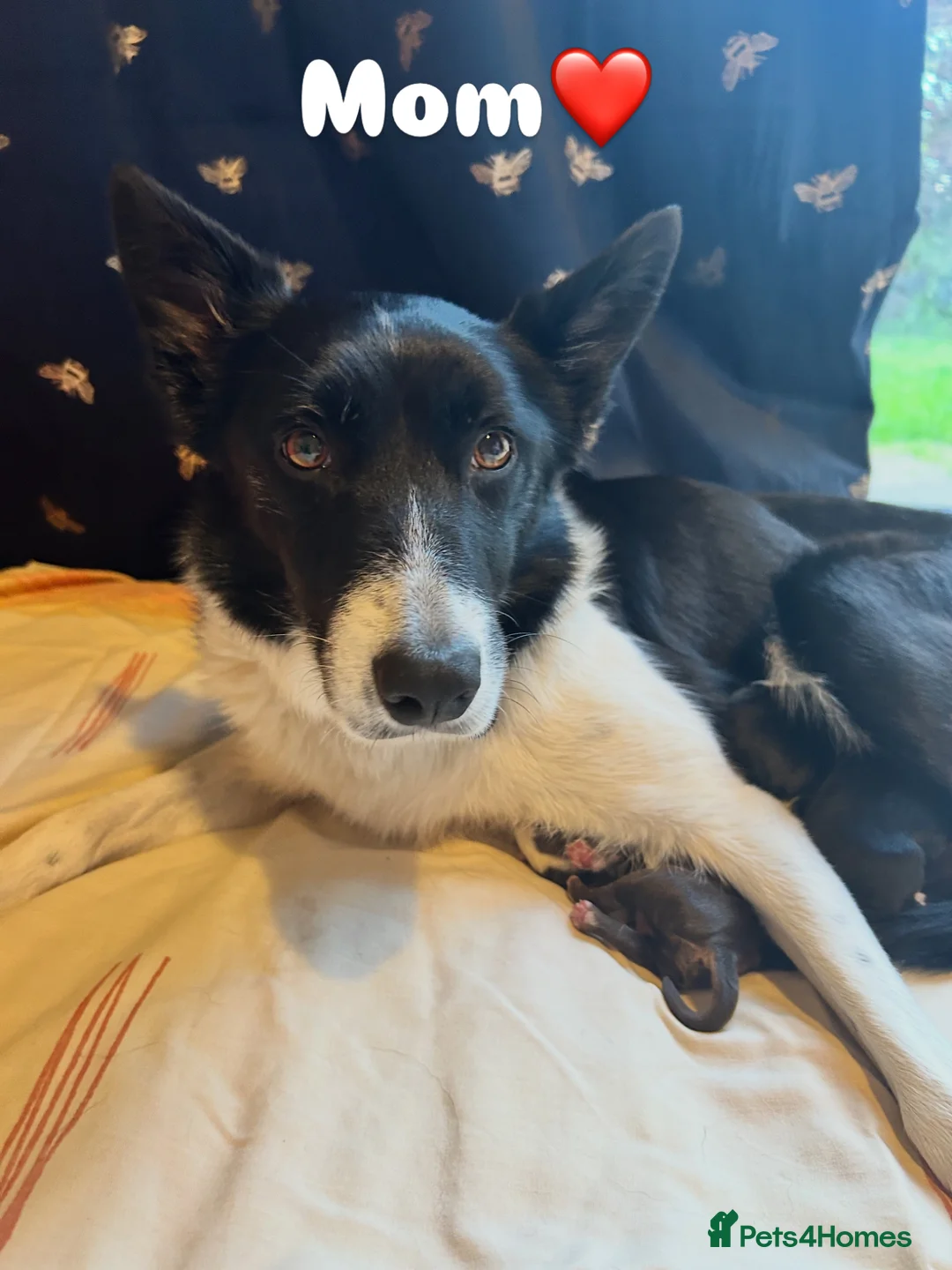 Mixed Breed dogs for sale: Borderpoo Puppies – Border collie x cockapoo in Lichfield - Advert 9