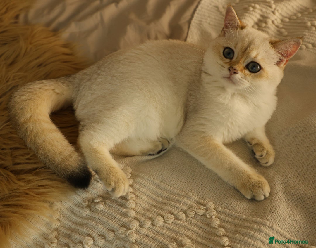 British Shorthair cats for sale: TICA British Shorthair Kittens Champion bloodline in Bedford - Image 16