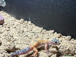 Leopard Gecko reptiles Leopard gecko - Advert 5