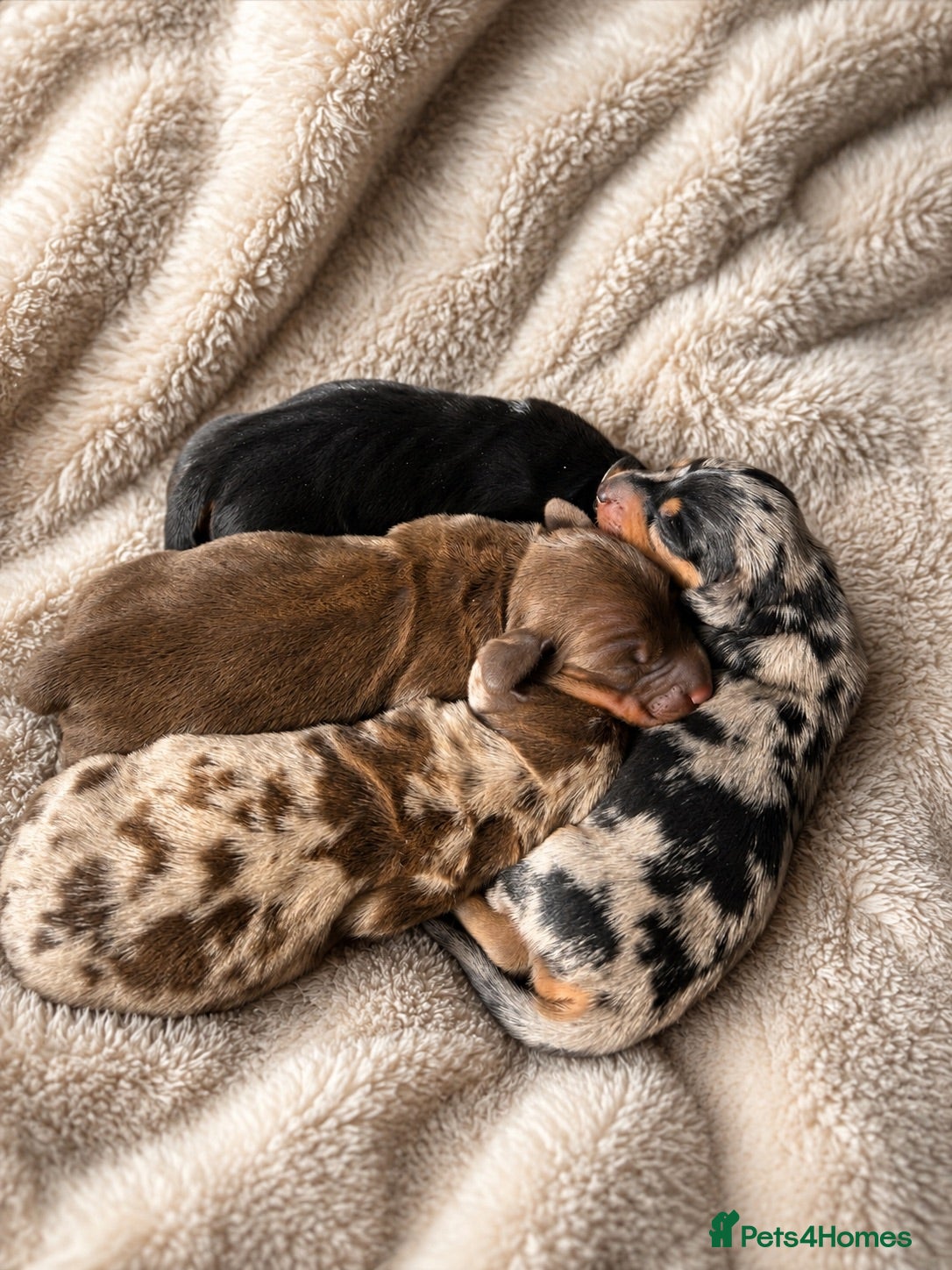 Miniature Dachshund dogs KC Registered Miniature Dachshund puppies  - Advert 2