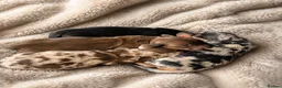 Miniature Dachshund dogs for sale: KC Registered Miniature Dachshund puppies  - Advert 3