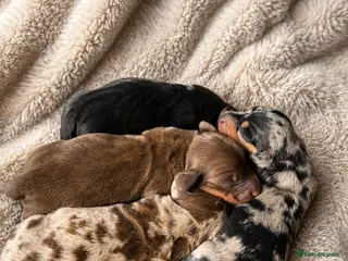 Miniature Dachshund dogs KC Registered Miniature Dachshund puppies - Advert 2
