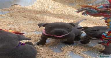 Staffordshire Bull Terrier dogs - Advert 12