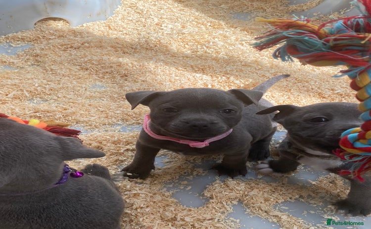 Staffordshire Bull Terrier dogs - Advert 1