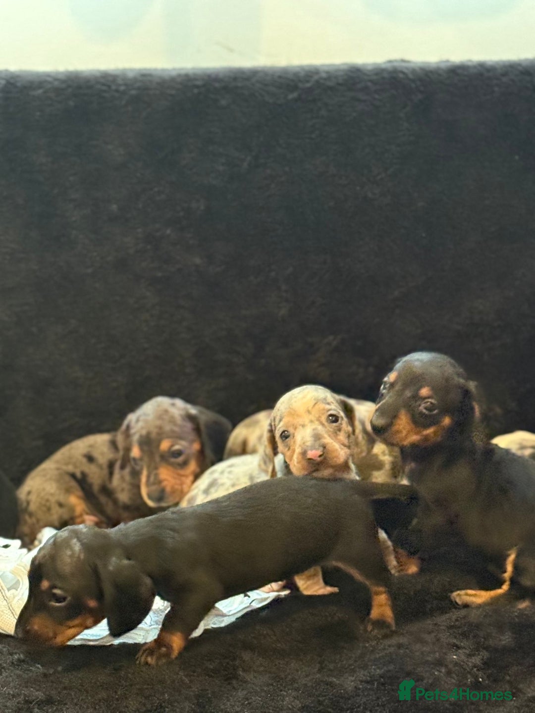 Miniature Dachshund dogs for sale: Beautiful litter of miniature dachshunds - Image 15
