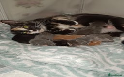 Mixed Breed cats for sale: Gorgeous kittens  - Image 3