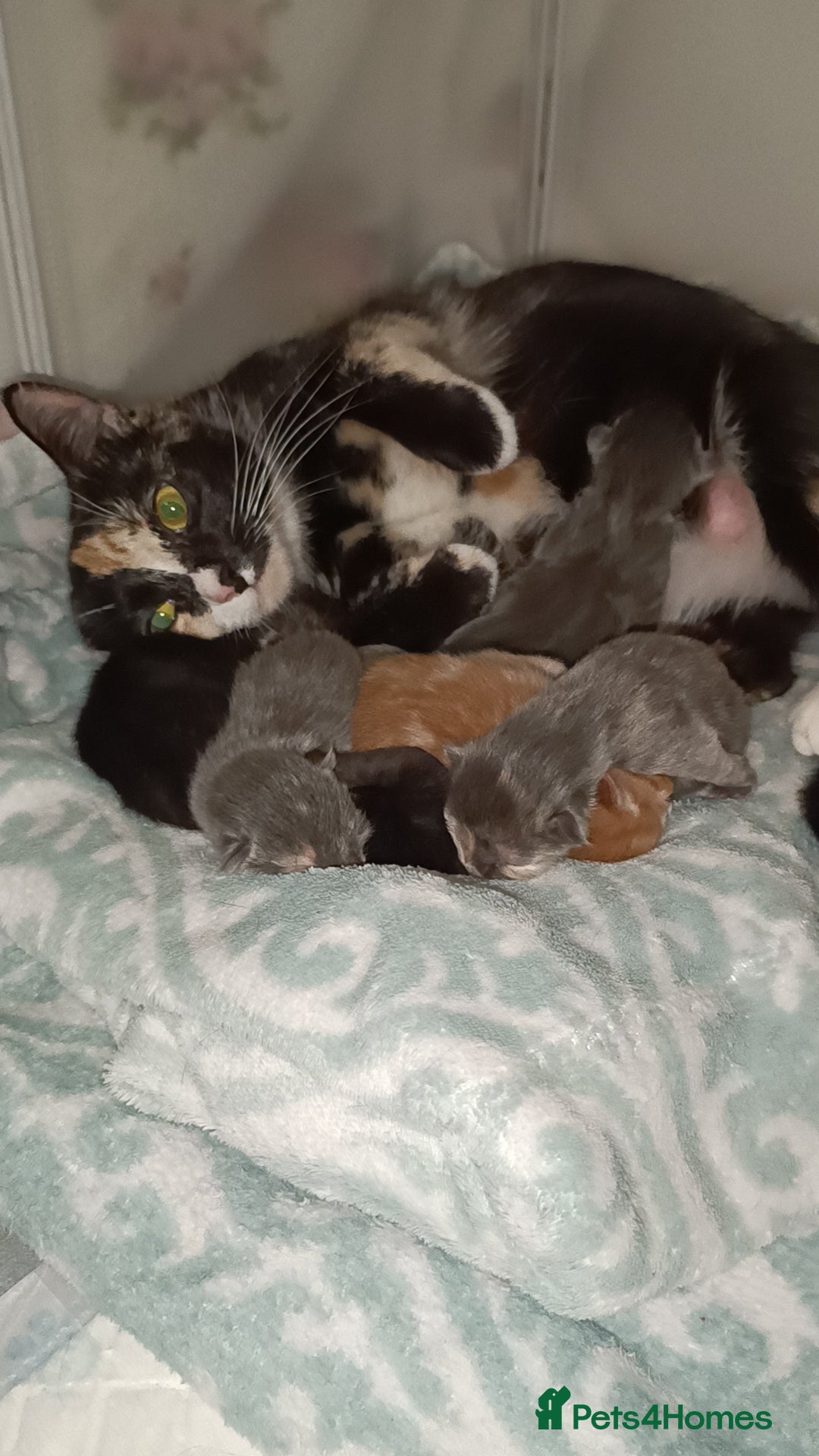 Mixed Breed cats for sale: Gorgeous kittens  - Image 3