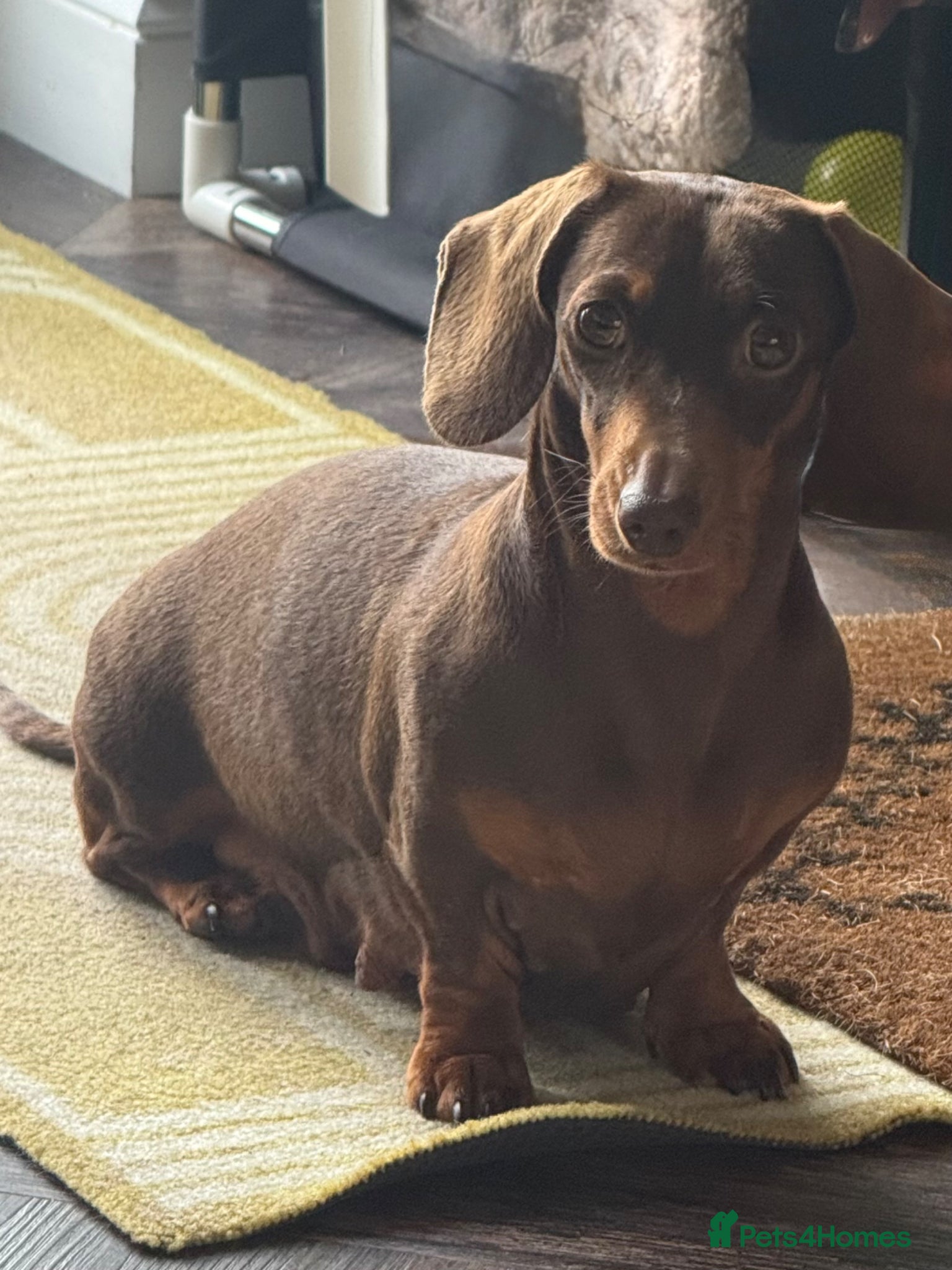Miniature Dachshund dogs Miniature Dachshund KC registered - Advert 2