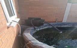 Koi Carp fish for sale: Pond closing down - Image 1