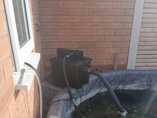 Koi Carp fish - Advert 1