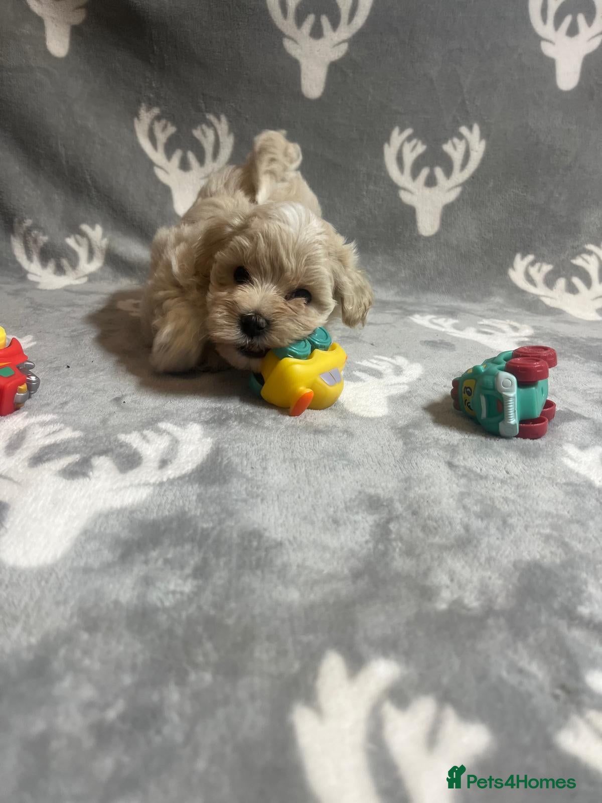 Maltipoo dogs 🤩1 stunning f1 Maltipoo 🤩 - Advert 15
