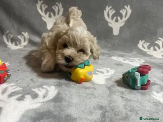 Maltipoo dogs 🤩1 stunning f1 Maltipoo 🤩 - Advert 15