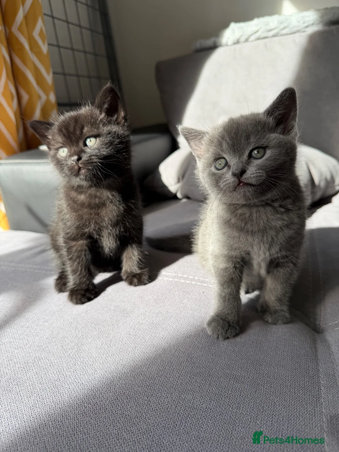 British Shorthair cats for sale: Wonderful British Kittens - Advert 2