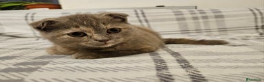 Scottish Fold Kitten 6