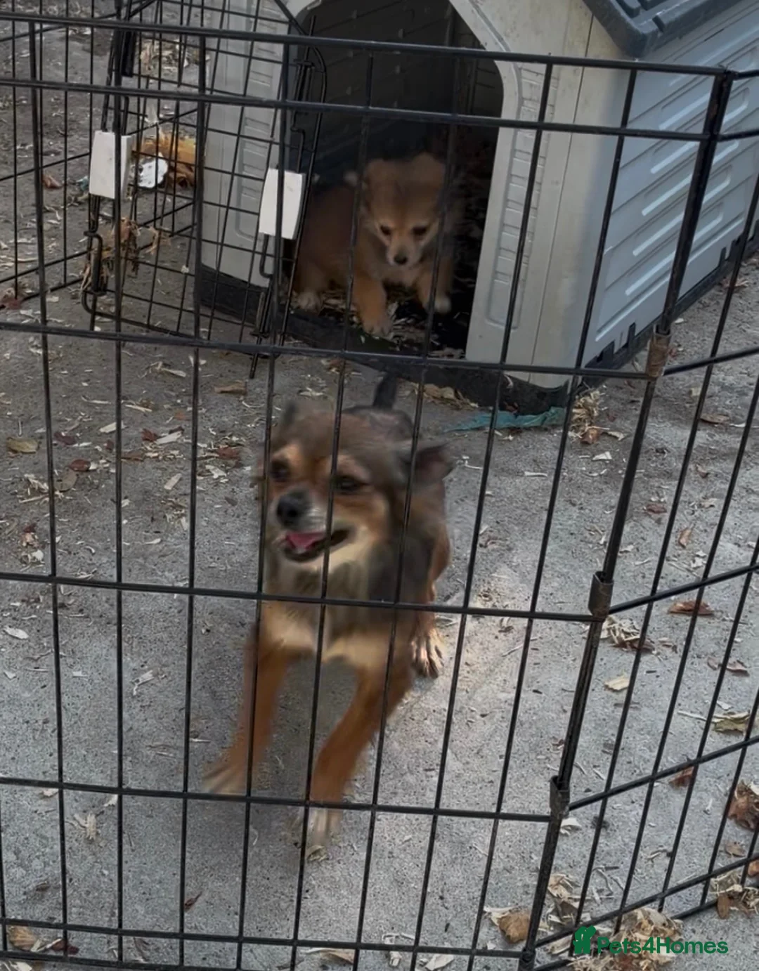 Pomchi dogs for sale: 1 Male Pomeranian / Chihuahua  - Advert 2