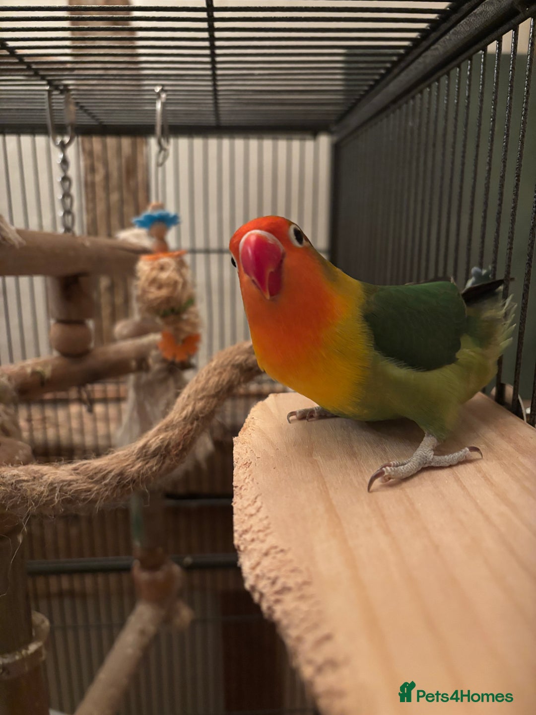 Lovebirds birds for sale: Pair of Lovebirds - Advert 1