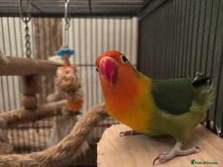 Lovebirds birds Pair of Lovebirds - Advert 1