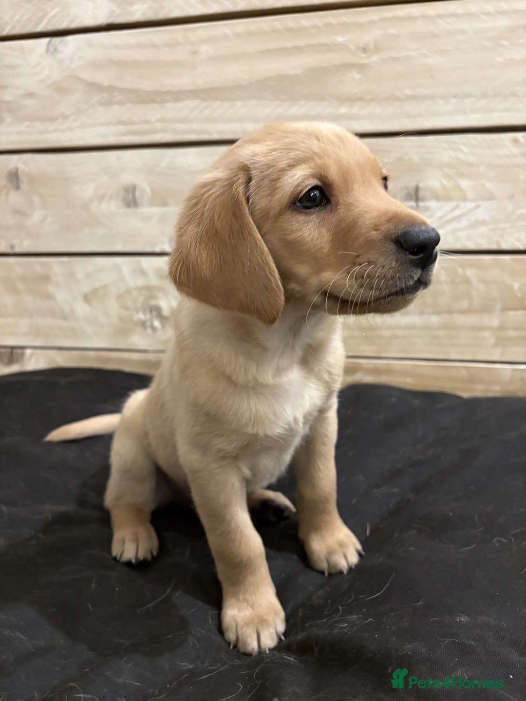 Goldador dogs for sale: x2 Goldador boys  - Advert 2