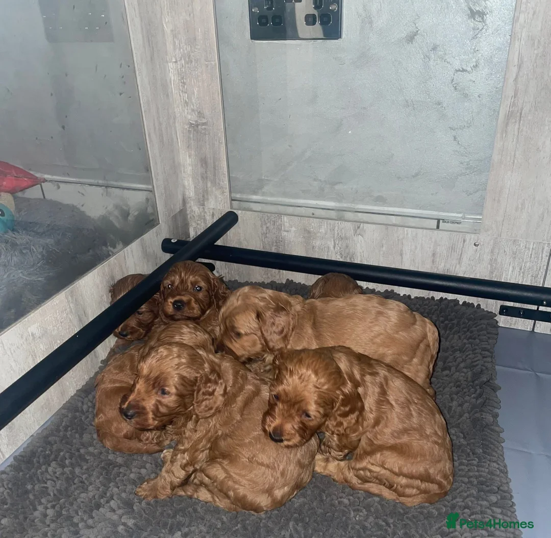 Miniature Poodle dogs for stud:  ⭐️KC PRINCE CHARMING BLUE BOY MINIATURE POODLE⭐️ - Advert 29