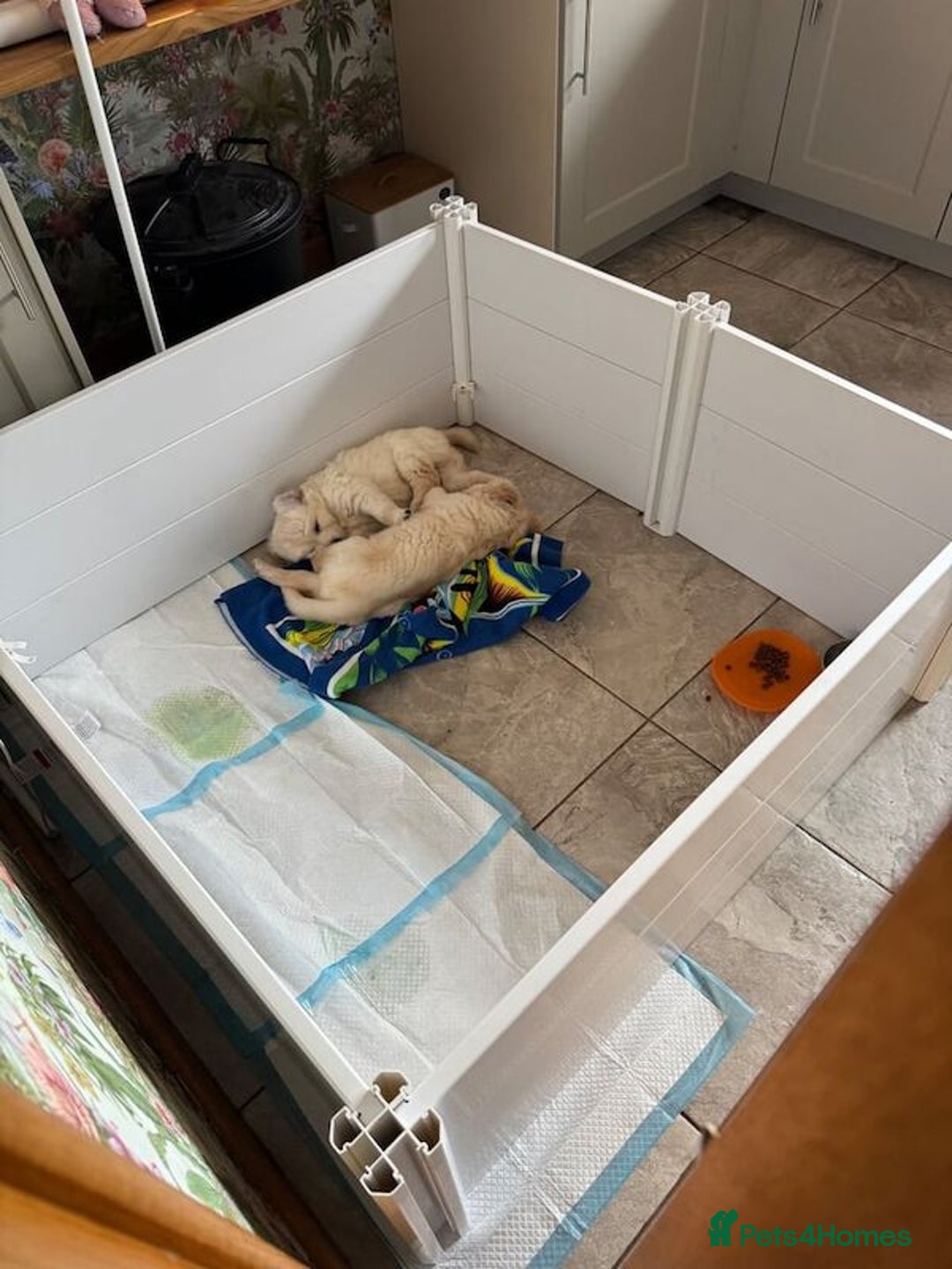 Golden Retriever dogs for sale: Golden Retriever puppies Ready  - Advert 3