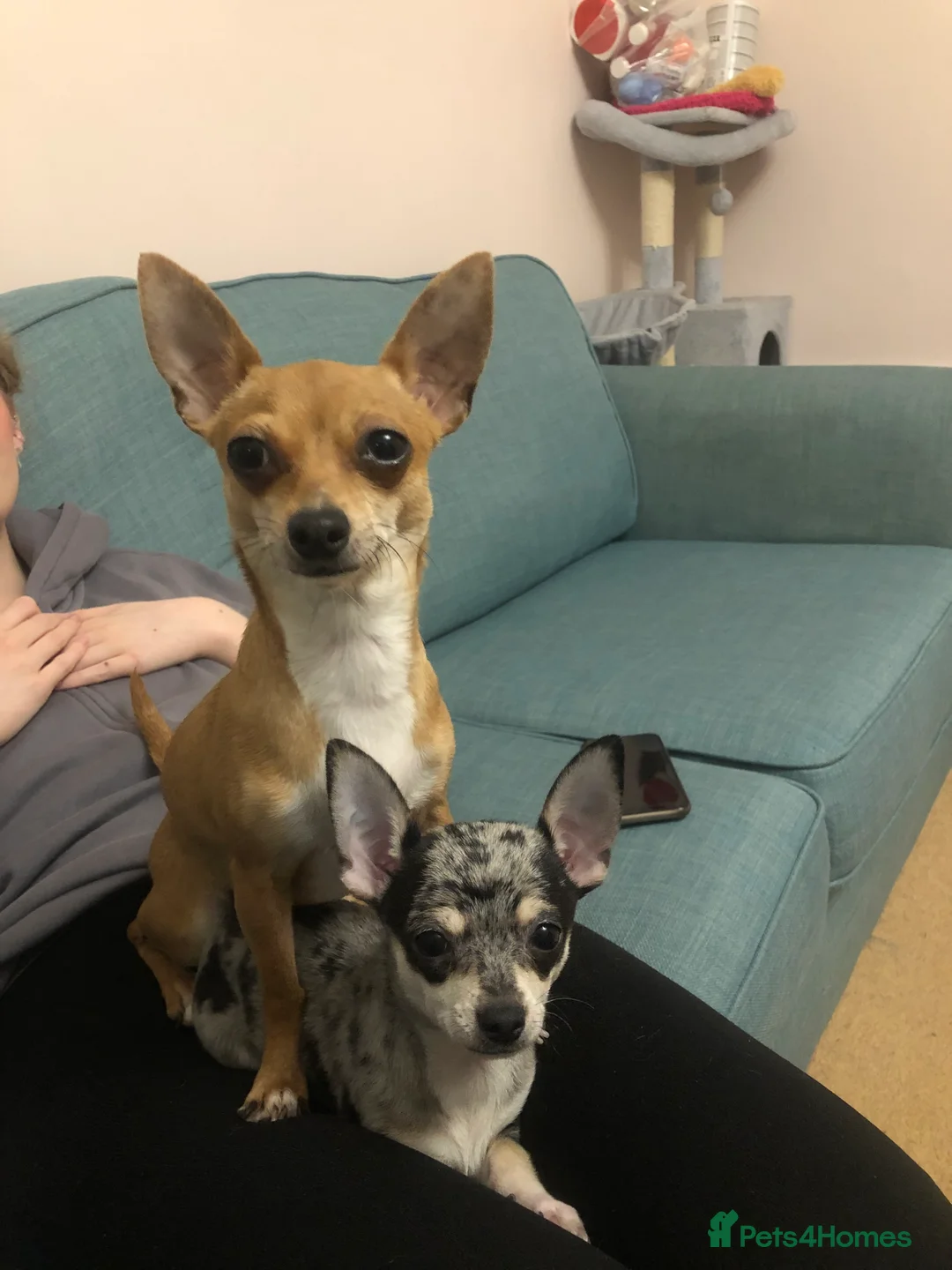 Chihuahua dogs for sale: Mum and daughter chihuahuas  - Advert 15