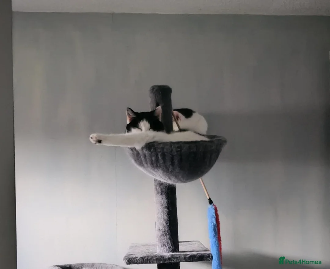 Domestic Shorthair cats for sale: 9 year old cats  - Advert 5