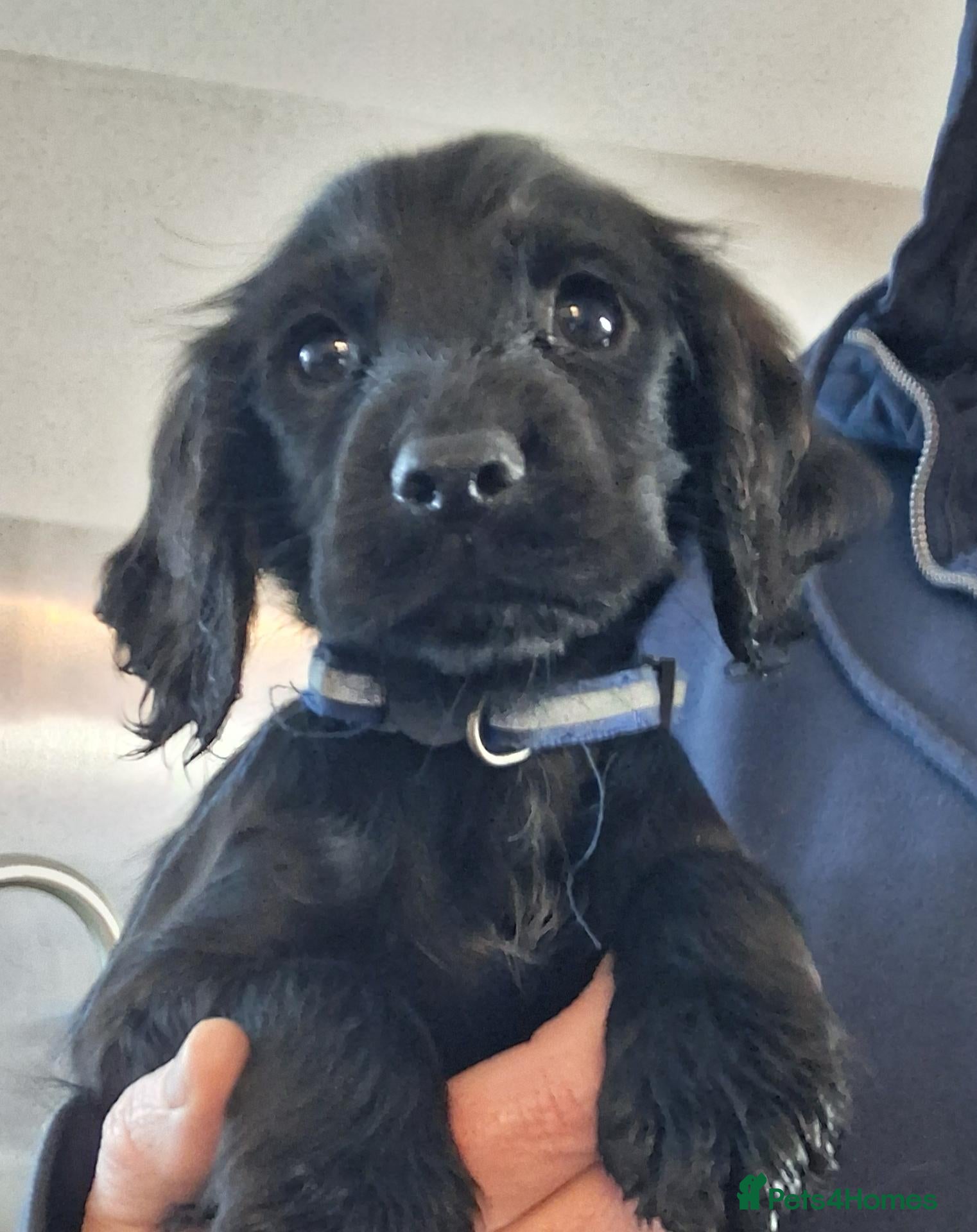 Cocker Spaniel dogs ***1 boy left***KC reg Working Cocker Puppies  - Advert 1