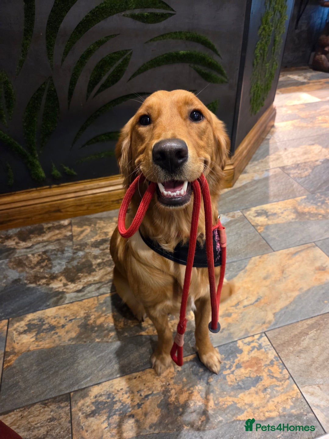 Golden Retriever dogs for sale: Golden retriver  - Advert 1