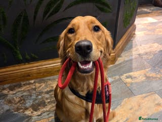 Golden Retriever dogs Golden retriver - Advert 14