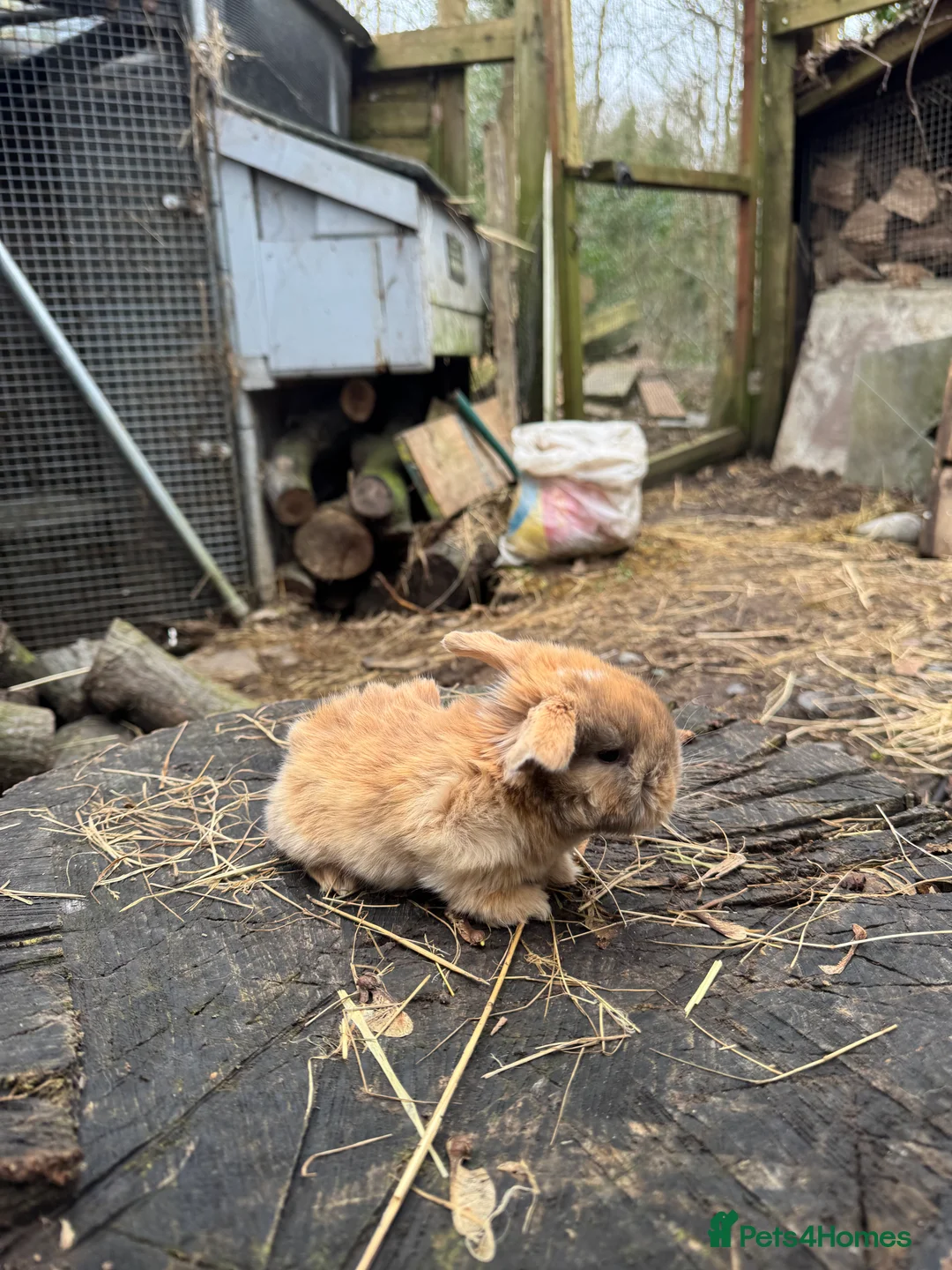 Mini Lop rabbits for sale: Beautiful 100% Pure Family Bred Mini Lop Bunnies - Advert 7