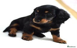 Miniature Dachshund dogs for sale: Gorgeous Longhair Miniature Dachshund Girls - Image 13