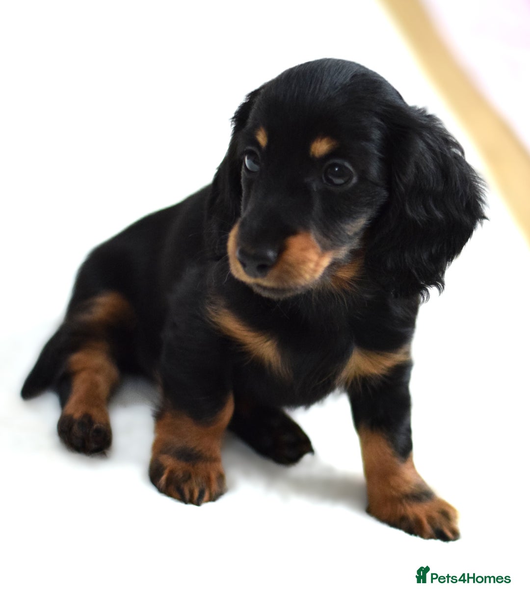 Miniature Dachshund dogs for sale: Gorgeous Longhair Miniature Dachshund Girls - Image 13