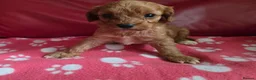 Cavapoo dogs for sale: F1 cavapoos  - Advert 9