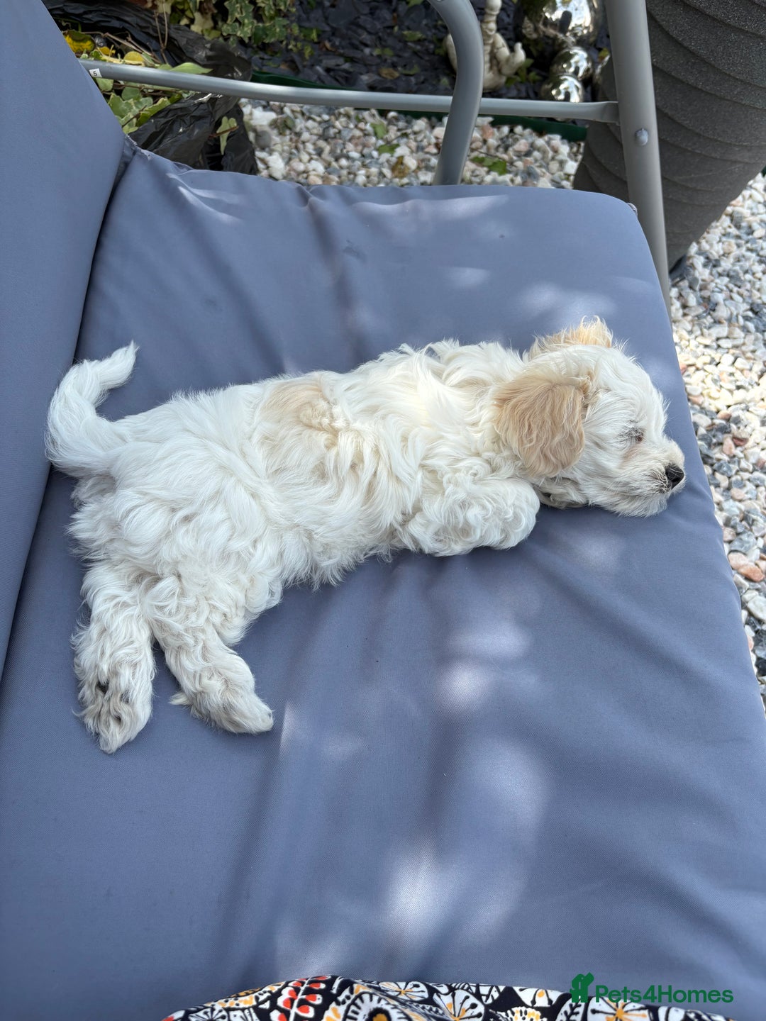 Maltipoo dogs for sale: Male Maltipoo puppy  - Image 5
