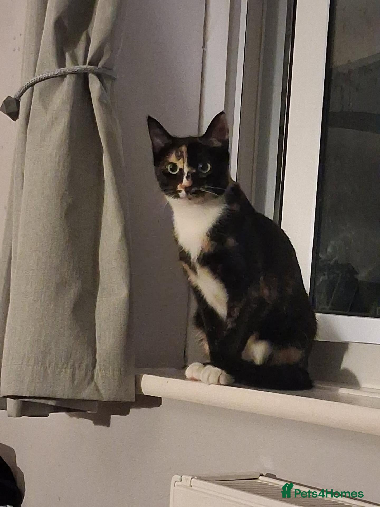 Mixed Breed cats Bonnie for adoption - Advert 11