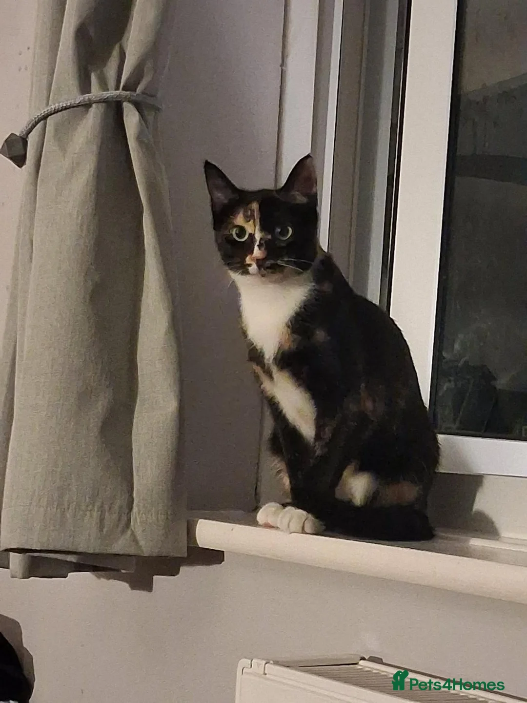 Mixed Breed cats for adoption: Bonnie for adoption - Advert 1
