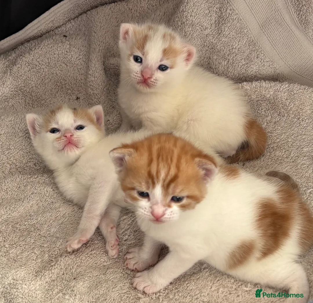 Domestic Shorthair cats for sale: Gorgeous white and ginger mixed kittens - Advert 1