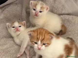 Domestic Shorthair cats Gorgeous white and ginger mixed kittens - Advert 8