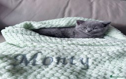 British Shorthair cats for sale: British Shorthair Male — experience needed! - Advert 4