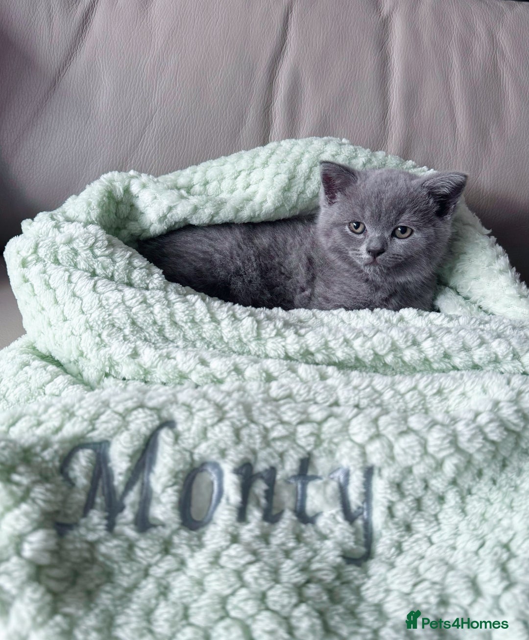 British Shorthair cats for sale: British Shorthair Male — experience needed! - Advert 4