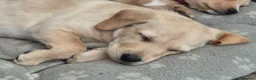 Labradoodle dogs for sale: Labrador cross puppies - Advert 2