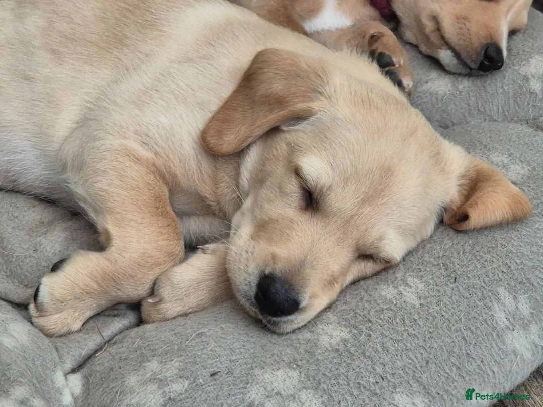 Labradoodle dogs for sale: Labrador cross puppies - Advert 2