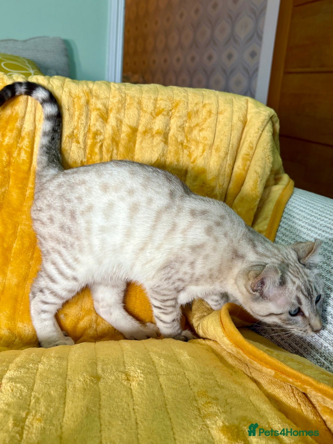 Keetso cats for sale: Superb polydactyl curled eared girl - Advert 16