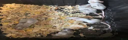 Mouse rodents for sale: Fancy mice  in Brighouse - Advert 3