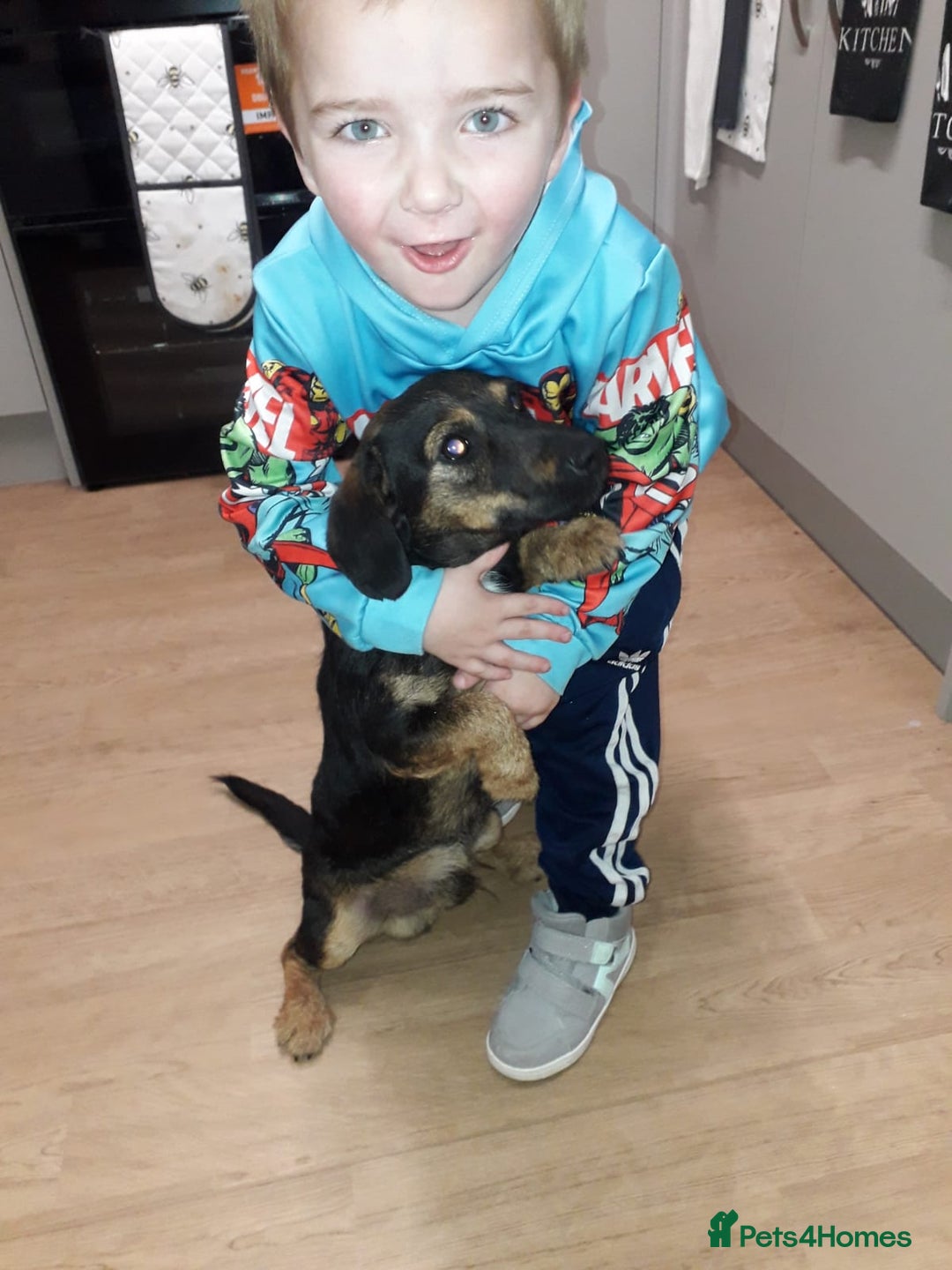 Jack Russell dogs for sale: Jack rusell - Advert 2