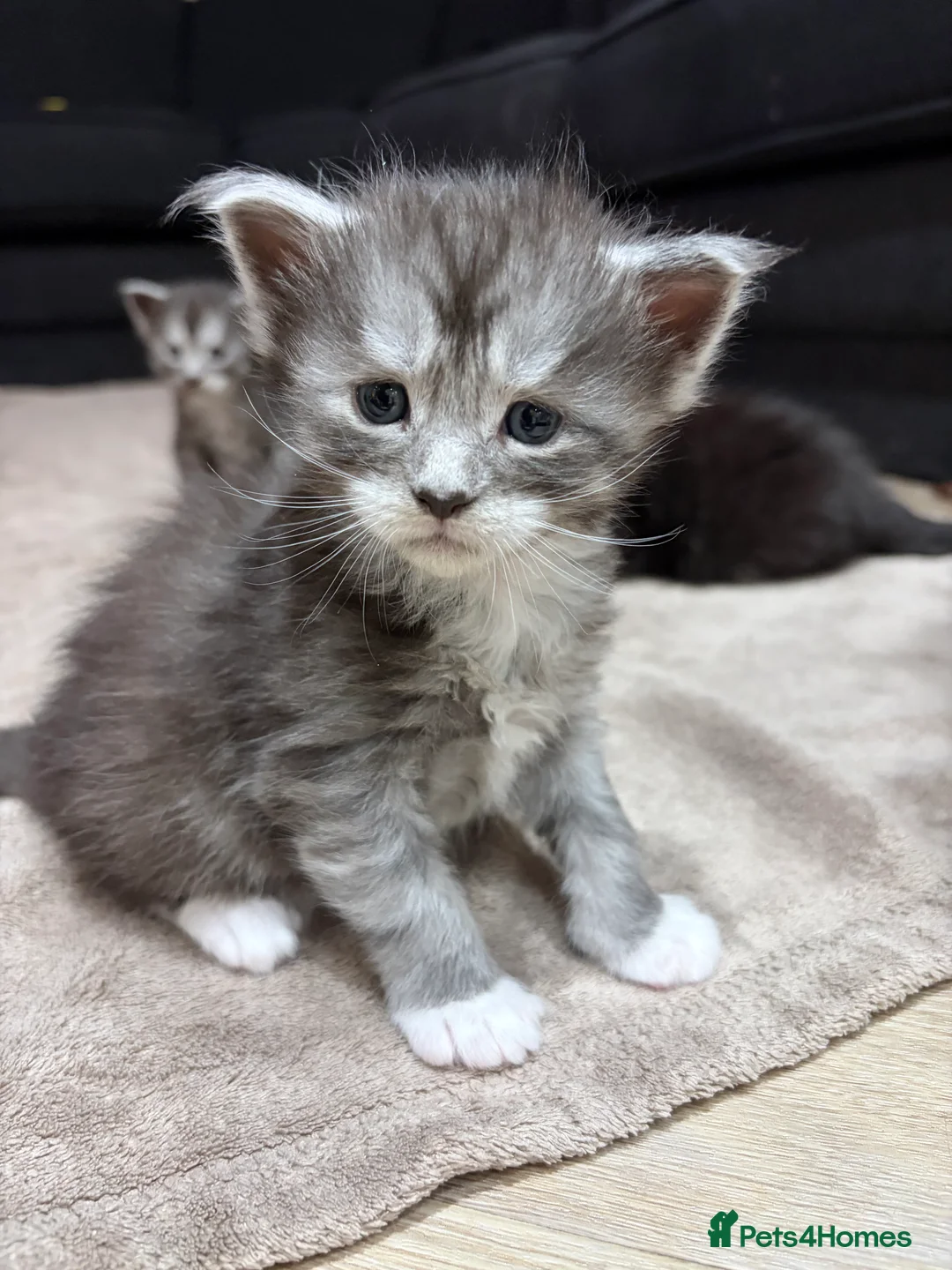 Maine Coon cats for sale: PUREBRED MAINE COON KITTENS! - Advert 4