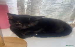 British Shorthair cats for sale: 2 black male kittens  - Image 10