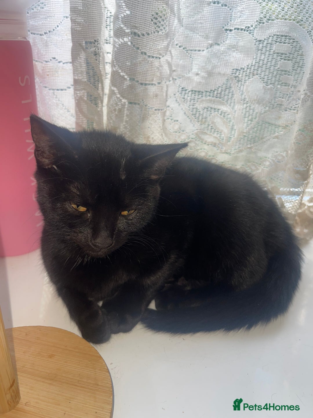 British Shorthair cats for sale: 2 black male kittens  - Image 10